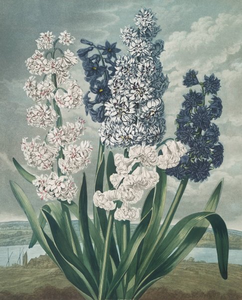 Main Product Photo of Hyacinths  Painting by Robert John Thornton