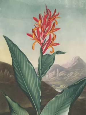 Indian Reed by Robert John Thornton Oil Painting