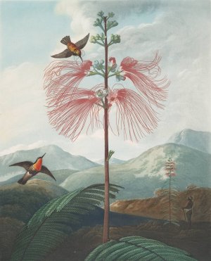 Large Flowering Sensitive Plant by Robert John Thornton Oil Painting
