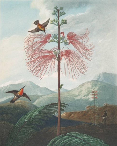Main Product Photo of Large Flowering Sensitive Plant  Painting by Robert John Thornton