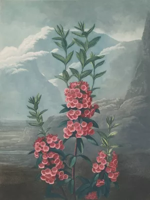 Narrow-Leaved Kalmia by Robert John Thornton Oil Painting
