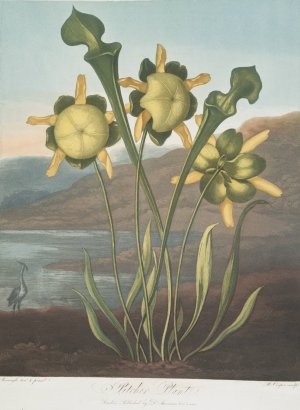 Pitcher Plant by Robert John Thornton Oil Painting