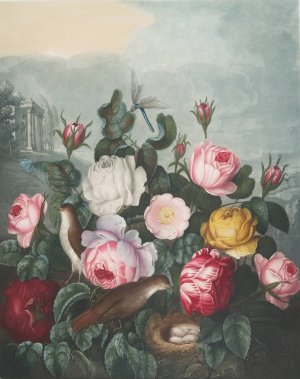 Roses by Robert John Thornton Oil Painting