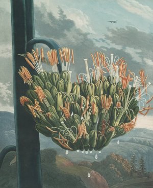 The Aloe by Robert John Thornton Oil Painting