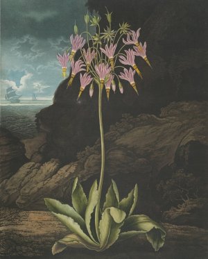 The American Cowslip by Robert John Thornton Oil Painting
