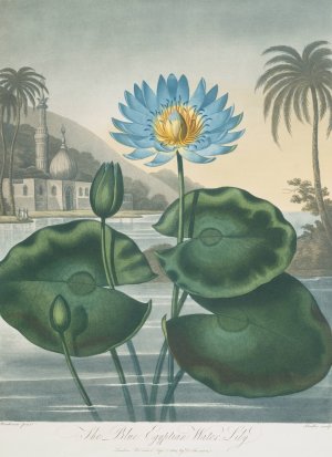 The Blue Egyptian Water-Lily by Robert John Thornton Oil Painting