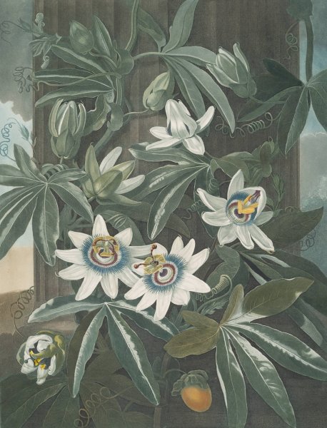 Main Product Photo of The Blue Passion Flower Painting by Robert John Thornton
