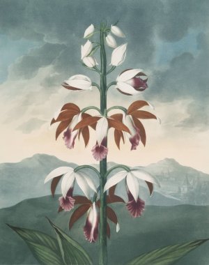The China Limodoron by Robert John Thornton Oil Painting