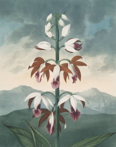 Main Product Photo of The China Limodoron  Painting by Robert John Thornton