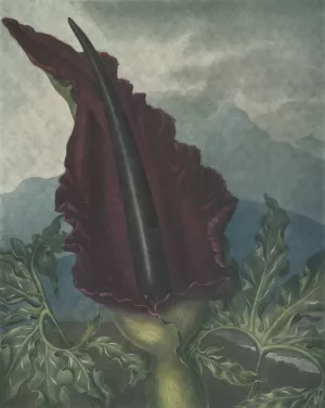 The Dragon Arum by Robert John Thornton Oil Painting