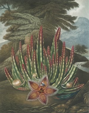 The Maggot Bearing Stapelia by Robert John Thornton Oil Painting
