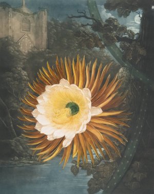 The Night-Blowing Cereus by Robert John Thornton Oil Painting