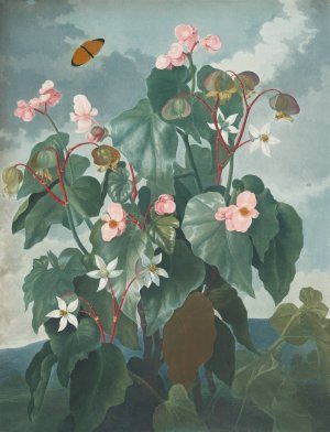 The Oblique-Leaved Begonia by Robert John Thornton Oil Painting