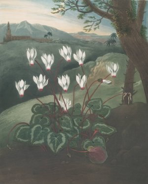 The Persian Cyclamen by Robert John Thornton Oil Painting