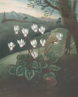 The Persian Cyclamen by Robert John Thornton Oil Painting
