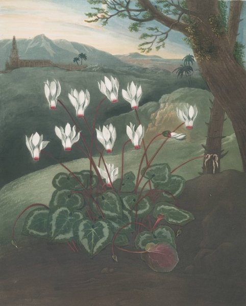 Main Product Photo of The Persian Cyclamen  Painting by Robert John Thornton