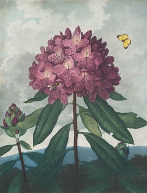 The Pontic Rhododendron by Robert John Thornton Oil Painting