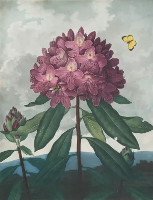 The Pontic Rhododendron by Robert John Thornton Oil Painting