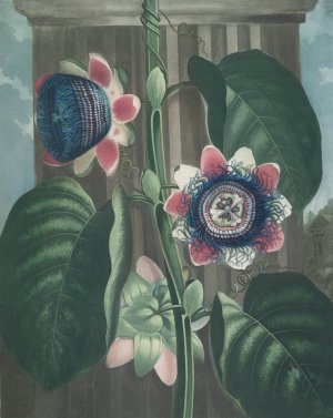 The Quadrangular Passion-Flower by Robert John Thornton Oil Painting