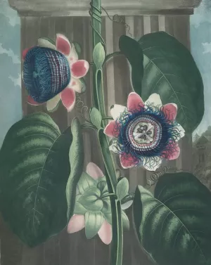 The Quadrangular Passion-Flower by Robert John Thornton Oil Painting