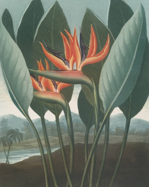 Main Product Photo of The Queen  Painting by Robert John Thornton