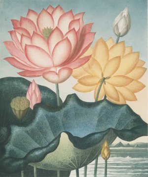 The Sacred Egyptian Bean by Robert John Thornton Oil Painting