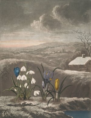 The Snowdrop by Robert John Thornton Oil Painting