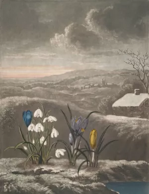 The Snowdrop by Robert John Thornton Oil Painting