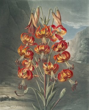 The Superb Lily by Robert John Thornton Oil Painting