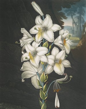 The White Lily, With Varigated-Leaves by Robert John Thornton Oil Painting