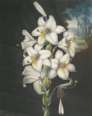 The White Lily, With Varigated-Leaves by Robert John Thornton Oil Painting