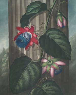 The Winged Passion-Flower by Robert John Thornton Oil Painting