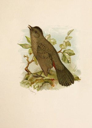 Die Nordamerikanische Vogelwelt pl05 by Robert Ridgway Oil Painting