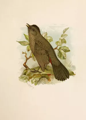 Die Nordamerikanische Vogelwelt pl05 by Robert Ridgway Oil Painting