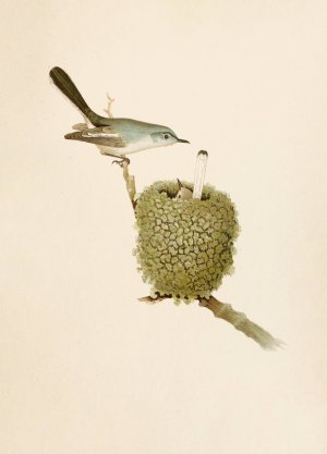 Die Nordamerikanische Vogelwelt pl07 by Robert Ridgway Oil Painting