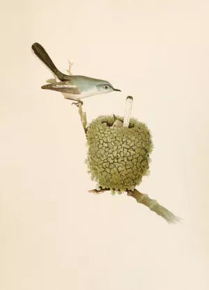 Die Nordamerikanische Vogelwelt pl07 by Robert Ridgway Oil Painting