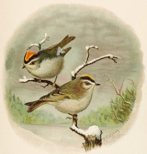 Die Nordamerikanische Vogelwelt pl08 by Robert Ridgway Oil Painting