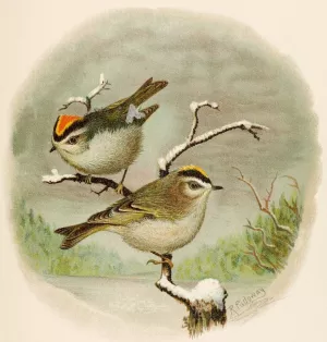 Die Nordamerikanische Vogelwelt pl08 by Robert Ridgway Oil Painting