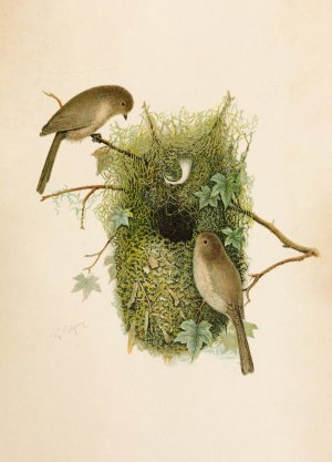 Die Nordamerikanische Vogelwelt pl09 by Robert Ridgway Oil Painting