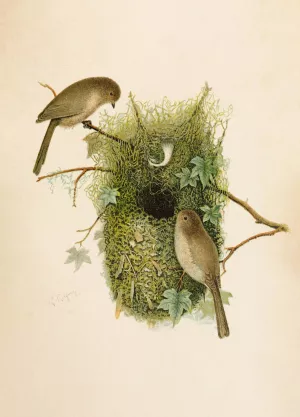 Die Nordamerikanische Vogelwelt pl09 by Robert Ridgway Oil Painting