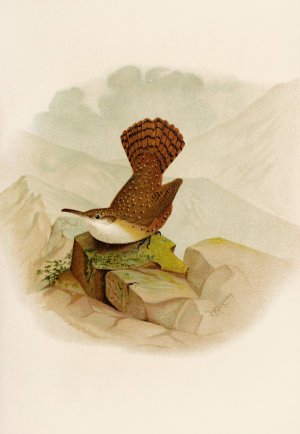Die Nordamerikanische Vogelwelt pl10 by Robert Ridgway Oil Painting