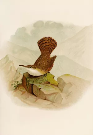 Die Nordamerikanische Vogelwelt pl10 by Robert Ridgway Oil Painting