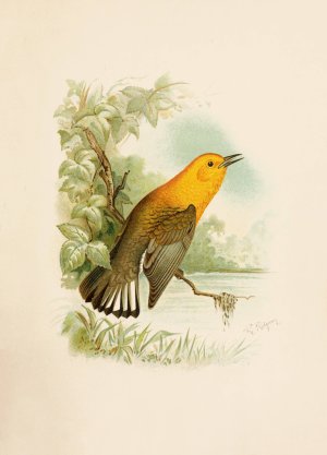 Die Nordamerikanische Vogelwelt pl11 Oil painting by Robert Ridgway