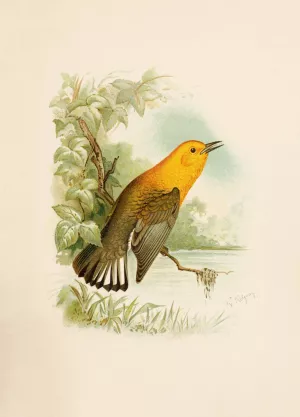 Die Nordamerikanische Vogelwelt pl11 by Robert Ridgway Oil Painting