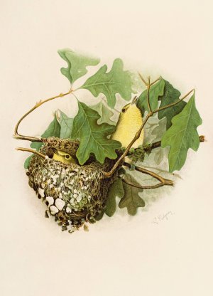 Die Nordamerikanische Vogelwelt pl17 by Robert Ridgway Oil Painting