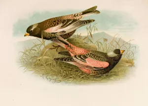 Die Nordamerikanische Vogelwelt pl23 by Robert Ridgway Oil Painting