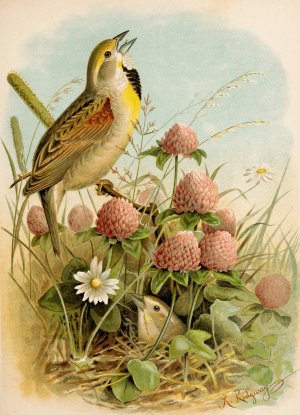 Die Nordamerikanische Vogelwelt pl29 by Robert Ridgway Oil Painting