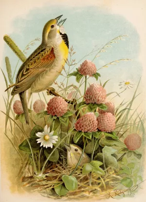 Die Nordamerikanische Vogelwelt pl29 by Robert Ridgway Oil Painting