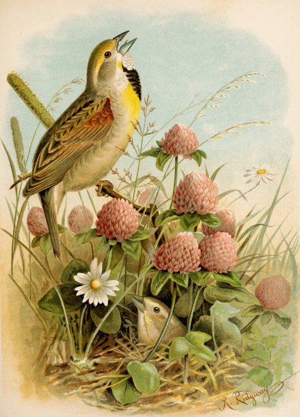 Die Nordamerikanische Vogelwelt pl29  by Robert Ridgway - Hand-Painted Oil Painting Reproduction
