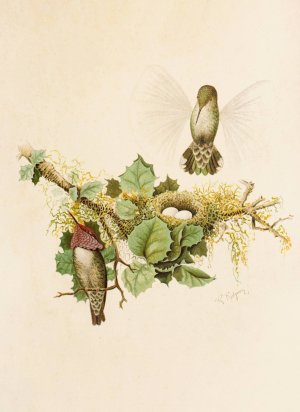 Die Nordamerikanische Vogelwelt pl35 by Robert Ridgway Oil Painting